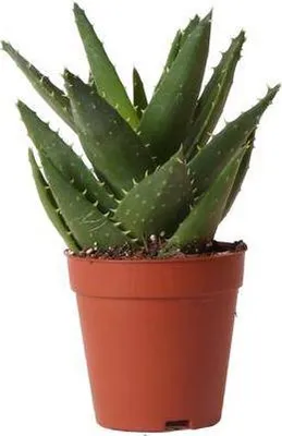 Produktbild von Sukkulente Aloe Brevifolia Grüne Stachelige Zimmerpflanze Ø9cm Pflegeleicht