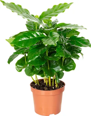 Produktbild von Kaffeepflanze - pflegeleichte Zimmerpflanze, Coffea Arabica - Höhe ca. 15-20 cm, Topf-Ø 9 cm