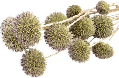 Produktbild von Eryngium planum in Natur, Länge ca- 40-60cm | Trockenblumen