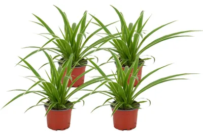 Produktbild von Zynesflora 4 Stück Chlorophytum Grünlilie im Ø 12 cm Pflanzentopf - Höhe: 25 - 30 cm - Echte Zimmerpflanze Grünpflanze Ampelpflanze Pflegeleicht