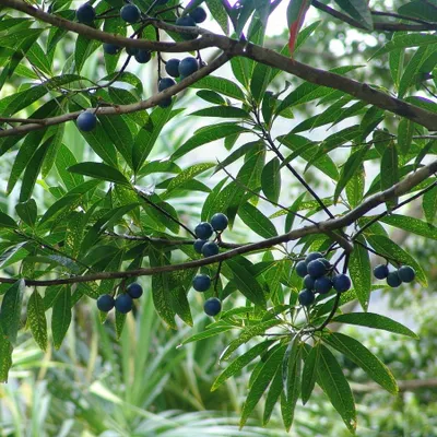 Image de Rudraksha (Elaeocarpus ganitrus) - 3 graines