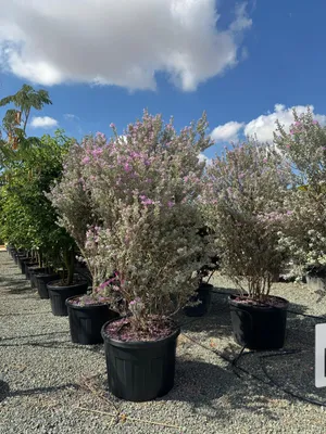 Produktbild von Sunny Tree - Leucophyllum fruticans – C150L – 200 cm – Mediterraner Strauch, silbergraues Laub, violette Blüte, winterhart bis -5 °C