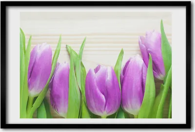 Produktbild von Bild 60x40 MDF-Rahmen, Wandkunst lila Tulpen