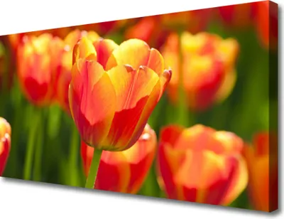 Produktbild von Tulup Leinwand-Bilder 100x50 Wandbild Canvas Kunstdruck Tulpen Pflanzen