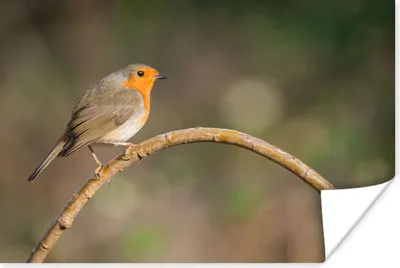 Produktbild von MuchoWow® Poster Rotkehlchen - Vogel - Natur 60x40 cm - Schlafzimmerdekoration