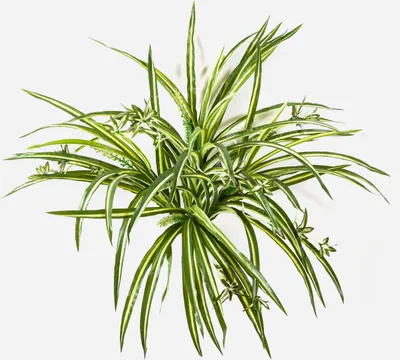 Produktbild von artplants.de Kunstpflanze Grünlilie KOCHAB, auf Steckstab, grün-gelb, 55cm - Grünpflanze künstlich