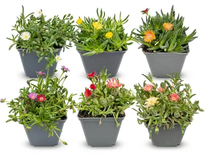 Produktbild von Green boutiQ - 6x Delosperma mix - Mittagsblumen-Mix - Gelb, Lila, Rot, Rosa - Staude - Ø7cm - ↕10-12cm