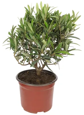 Produktbild von Olivenbaum-Stämmchen Olea europaea T17 H40