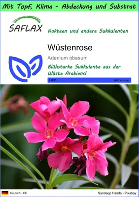 Produktbild von SAFLAX Garden to go - Wüstenrose - Adenium obesum - 8 Samen - Mit Topf, Klima - Deckel und Anzuchtsubstrat