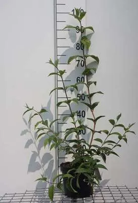 Productafbeelding van Deutzia hybrida 'Mont Rose' - Mei-bloesstruik, 40-60 cm, pot