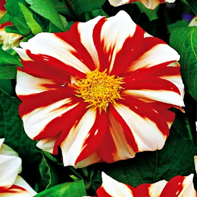 Produktbild von Dahlie Knolle Sommerblumen Herbstblumen Anemonenblütige Dahlie Fire and Ice 1 St