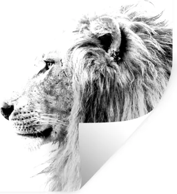Produktbild von MuchoWow® Wandtattoo Wandsticker Wandaufkleber Löwe - Schwarz - Weiß - Tiere 80x80 cm Selbstklebend und Repositionierbar - Wierderverwendbar - Selbstklebend
