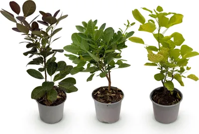 Produktbild von Perückenstrauch Cotinus coggyria Tricolour 3 Pflanzen 12cm Höhe 35cm winterhart