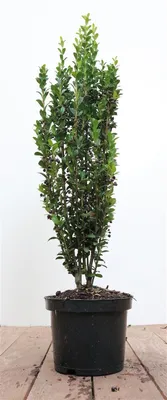 Produktbild von Ilex crenata 'Fastigiata', Japanische Stechpalme, immergrün, 40–50 cm
