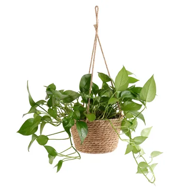 Produktbild von Geflochtene Blume Korb rustikalen Retro-Stil braun Farbe dekorative Mehrzweck-Stroh-Korb für Büro Partei nach Hause