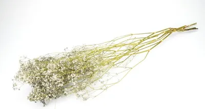Produktbild von Schleierkraut getrocknet im Bund 50-60cm Gypsophila Trockenblumen 10 Farben, Farbe:Grau