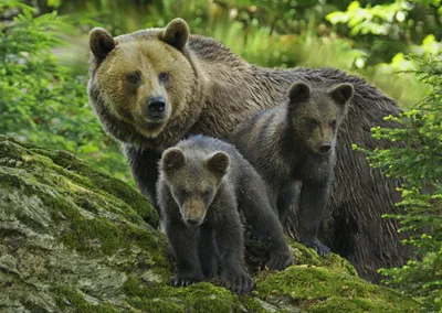 Produktbild von 3 D Ansichtskarte Braunbär Familie, Postkarte Wackelkarte Hologrammkarte Tier Bären