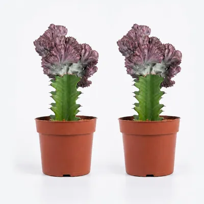 Produktbild von 2er-Set Euphorbia Lactea Cristata, Wolfsmilch, 20-30 cm, Topf 11 cm, KI-generiertes Bild