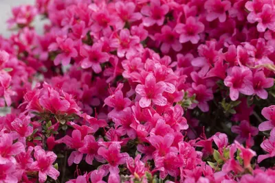 Produktbild von Rhododendron obtusum 'Michiko', Azalee, rosa Blüten, 20–25 cm