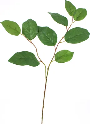Produktbild von artplants.de Künstlicher Apfelblattzweig, 9 Textilblätter, 75cm - Kunstzweig - Künstliche Blätter