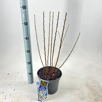 Image de Prunus tomentosa - Cerisier du Japon | 35-40 cm en pot