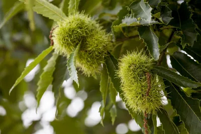 Produktbild von Castanea sativa, Esskastanie, 80–100 cm