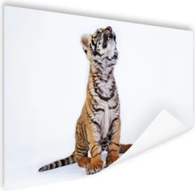 Produktbild von MuchoWow® Poster Tiger - Jungtier - Weiß 60x40 cm - Schlafzimmerdekoration