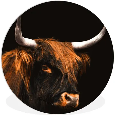 Produktbild von MuchoWow® Rundes Wandbild - Runde Bilder Schottischer Highlander - Kuh - Schwarz Ø 90 cm Kreis Wanddekoration Kunststoff - Wandkreis - Wandschmuck - Wand-Kreis - Wohnzimmer - Bild - Runde - Wanddeko - Dibond - Kunstdrucke