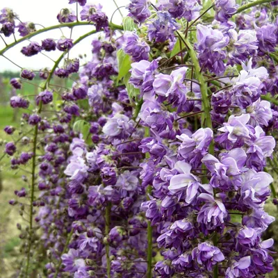 Produktbild von Edelblauregen - Wisteria floribunda 'Violacea Plena'  | 50-60 cm in Container