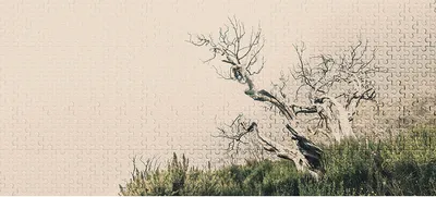 Produktbild von Tadessi Fototapete | Baum | 6.00 m x 2.70 m | Grün | Braun | Wandbild | Digitaldruck