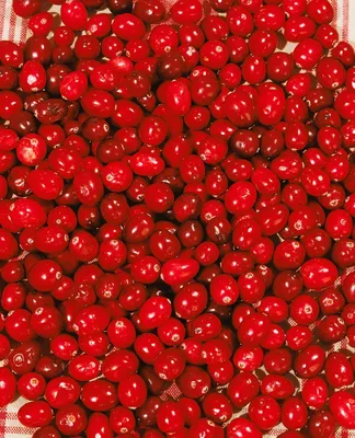 Produktbild von Vaccinium macrocarpon, Cranberry, 20–30 cm
