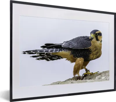 Produktbild von MuchoWow® MuchoWow® Gerahmtes Poster Wanderfalke - Vogel - Tiere 40x30 cm - Poster mit zchwarzem Bilderrahmen - Bilderrahmen - Poster im Rahmen