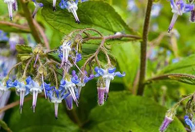 Zdjęcie produktu dla 6 x Trachystemon orientalis - Trachystemon orientalis - Doniczka 9 x 9 cm