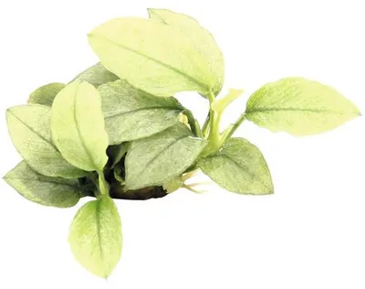 Obrázek produktu pro Vodní rostlina Anubias nana 'Jade'