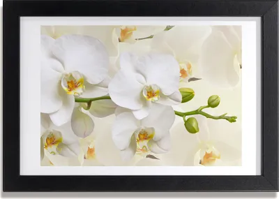 Produktbild von Bild 30x20 MDF-Rahmen, Wandkunst Orchidee