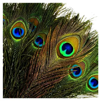 Produktbild von 25 natürliche Pfauenfedern mit Augen, 25 – 30 cm, geeignet für Hochzeiten, Kunst und Handwerk, Wohnraumgestaltung