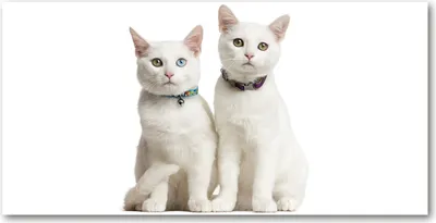 Produktbild von Tulup® Glas-Bild - 100x50 -Wandkunst - Wandbild hinter gehärtetem Sicherheitsglas  - Tiere - Weiße Katzen - Weiß