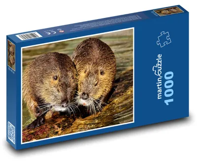 Zdjęcie produktu dla martinpuzzle - Puzzle 1000 - Nutrie - piżmak, gryzonio