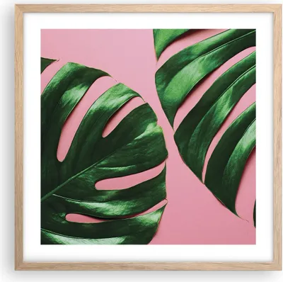 Produktbild von Gerahmtes Poster - Rahmen in heller Eiche - Monstera Blatt Rosa - 50x50 cm - Wand Bild - Wanddeko - Wandbilder - Kunstposter - Wandposter - Bilderrahmen - Bilder - Kunstdruck - P2NAC50x50-4407