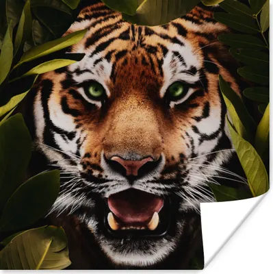 Produktbild von MuchoWow® Poster Tiger - Blätter - Tiere 75x75 cm - Wand Dekoration