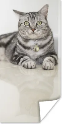 Produktbild von MuchoWow® Poster Katze - Grau - Tier - Mädchen - Kinder - Jungen - Kind 75x150 cm - Dekoration für die Wände