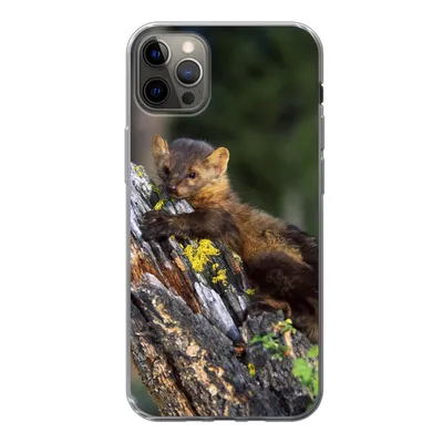 Produktbild von MuchoWow® Handyhülle Schutzhülle Hülle für iPhone 12 Pro Max Marder - Baum - Wald Silikon Softcase Handy Hülle - Hartschale