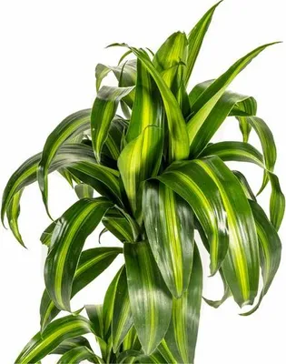 Obrázek produktu pro Dracaena Deremensis Hawaiian Sunshine - dracinec - Ø19cm - Ø 70 - 90cm