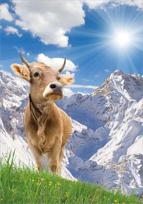 Produktbild von Wallario Poster - Kuh im Sonnenschein in den Alpen, Kunstdruck Größe: 70 x 100 cm