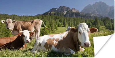 Produktbild von MuchoWow® Poster Kühe - Gras - Schweiz 150x75 cm - ohne Rahmen
