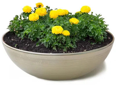 Immagine prodotto di Fioriera rotonda bulbosa da 30 cm per esterni, beige champagne