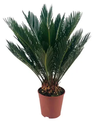 Zdjęcie produktu dla Cycas