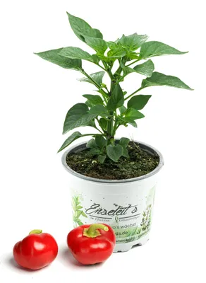 Produktbild von Enseleits Kirschpaprika "Dinero F1",  Minipaprika mit süßwürzigem kräftigem Aroma, Paprika Pflanze aus Nachhaltigem Anbau!