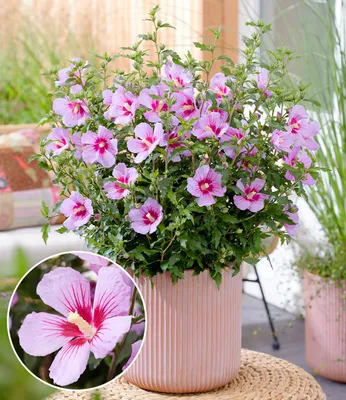 Produktbild von BALDUR Garten 1x Zwerg-Hibiskus 'Little Legends Pink®', Pflanze im 9x9 cm-Topf, extrem kompakter Wuchs, nur ca. 60 cm hoch, wochenlang massenhaft Blüten, hitze- und trockenheitstolerant, pflegeleicht