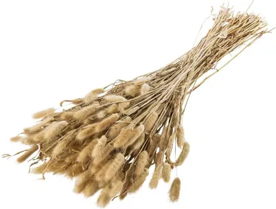 Produktbild von Lagurus Samtgras Hasenschwänzchen Trockenblume Trockengras 1 Bund á 150g natur